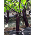 Suntoday Eggfruit purple Brinjai Aubergine Long vegetable hybrid F1 Eggplant picture Organic sowing(23001)